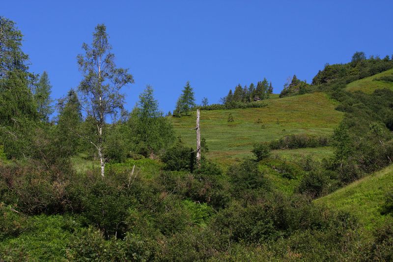 Datei:Kolbalm kleinsölk 94911 2015-07-11.jpg