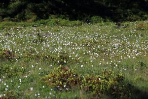 Gumpenkar 53203 2017-07-05.jpg