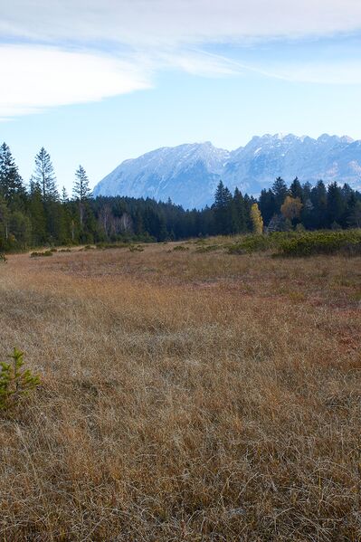 Datei:Knoppenmoos pichl-0279-2021-10-30.jpg