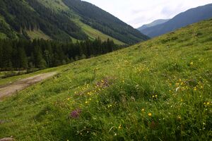 Bräualmtal 1178 13-06-27.jpg