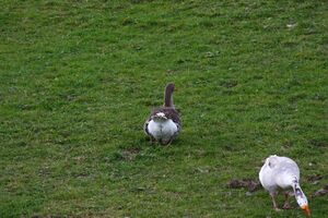 Halseralm ramsau 79447 2014-11-16.jpg