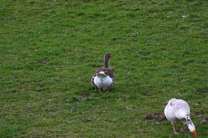 Datei:Halseralm ramsau 79447 2014-11-16.jpg