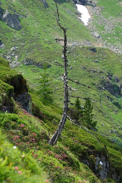 Datei:Wildkar 2098 2008-06-26.jpg