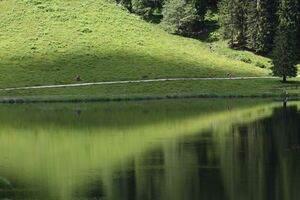 Bodensee seewigtal 63515 2014-06-21.jpg