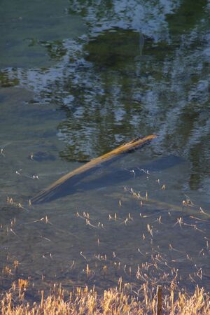 Duisitzkarsee 25463 2009-10-28.jpg