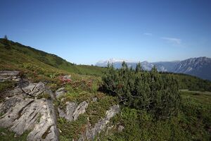 Gumpenkar 53239 2017-07-05.jpg