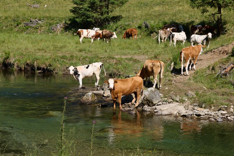 Datei:Kuh Schwarzenseebach-0189-2025-07-02.jpg