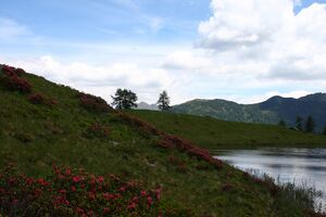 Schobersee 93200 2015-06-26.jpg