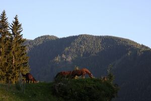 Steinacher Untertal-17-2012-08-13.jpg
