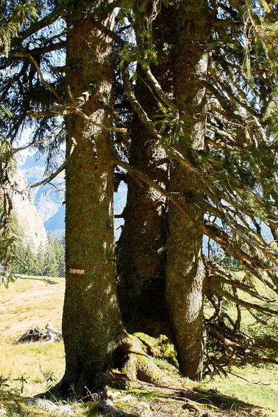 Datei:Ausseer sandlingalm-0073-2021-10-11.jpg