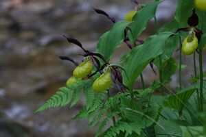 Frauenschuh 2185 2011-05-26.jpg
