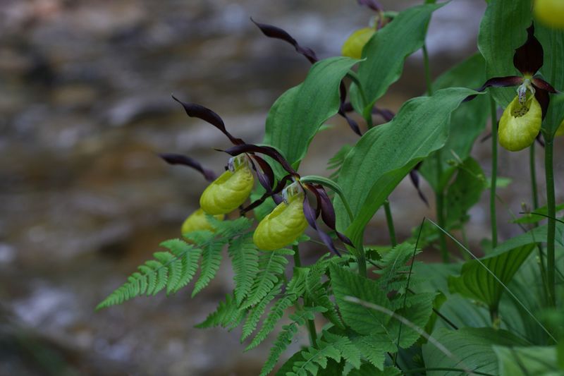 Datei:Frauenschuh 2185 2011-05-26.jpg