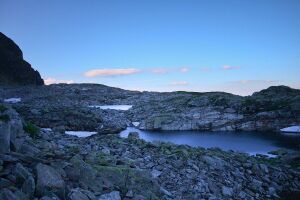 Goldlacken 0416 2008-08-12.jpg