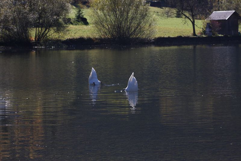 Datei:Grundlsee See 77983 2014-11-03.jpg