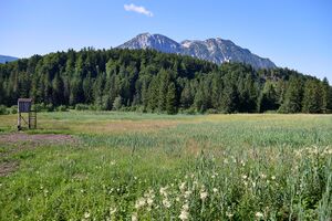 Scheibenmoos altaussee-015-2026-07-11.jpg