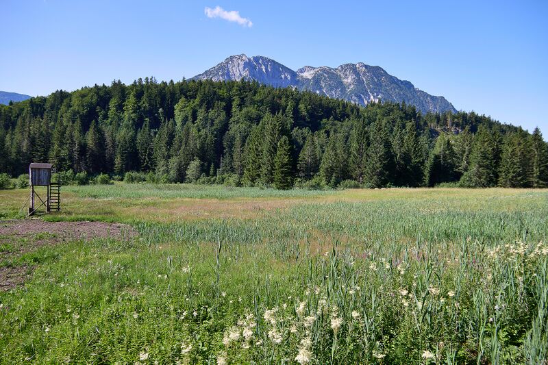 Datei:Scheibenmoos altaussee-015-2026-07-11.jpg