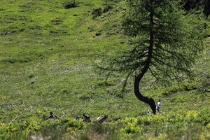 Gumpenkar 53172 2017-07-05.jpg