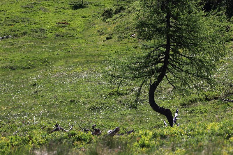 Datei:Gumpenkar 53172 2017-07-05.jpg