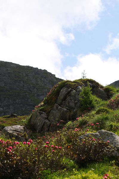 Datei:Im wildkar 23649 2008-06-26.jpg