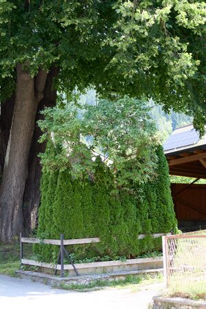 Bildstock Vorderschweiger selzthal-0328-2025-07-05.jpg
