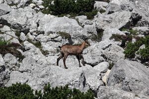 Gams dreibrüderkgl 77531 2018-06-04.jpg