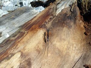 Schmalbauchwespe,Gichtwespe1250857.JPG