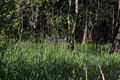 Wörschacher Moor 48323 2017-05-26.jpg
