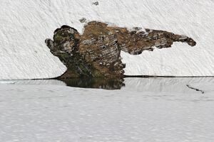 Augstsee loser 50334 2017-06-11.jpg