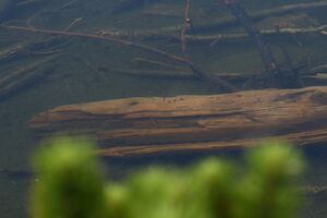 Finsterkarsee 1197 13-07-12.jpg