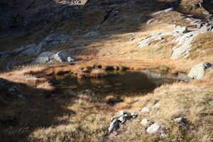 Goldlacken 0201 2013-10-08.jpg