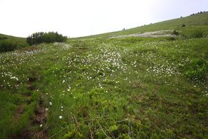 Gstemmerscharte 1250 13-07-12.jpg