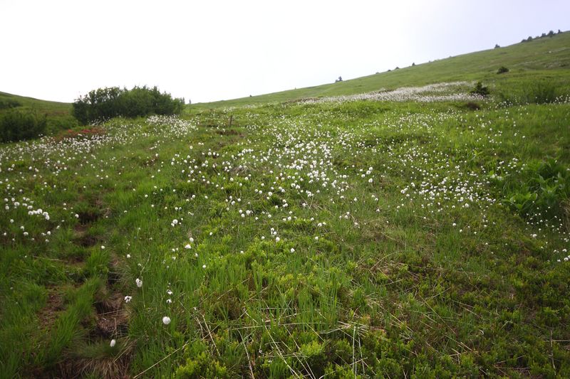 Datei:Gstemmerscharte 1250 13-07-12.jpg