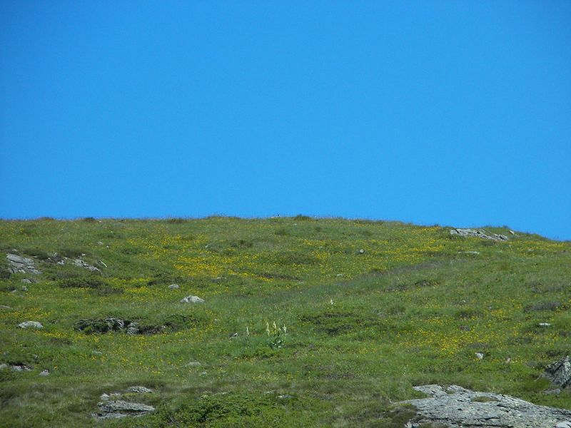 Datei:Im stegerkar 17693 2006-07-17.jpg