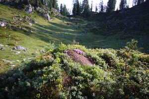 Z´sammtreibboden-kemetgebirge 97056 2015-07-16.jpg
