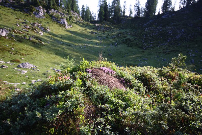Datei:Z´sammtreibboden-kemetgebirge 97056 2015-07-16.jpg