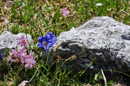 Zwerg-Alpenrose ursprung 90845 2014-06-22.jpg