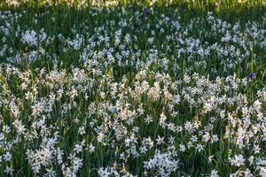 Europaschutzgebiet niederstuttern6186.jpg