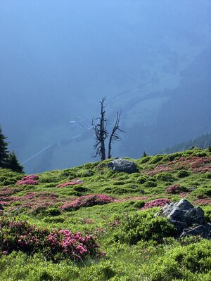 Guschen 2451 2002-06-26.jpg