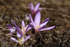 Herbstzeitlose jagersberger 01496 2015-09-12.jpg