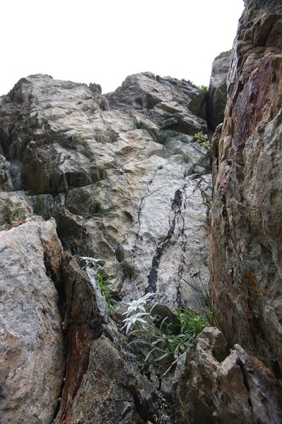 Datei:Im Wildkar 2564 2009-07-25.jpg