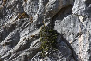 Oberwasseralm 79171 2014-11-15.jpg