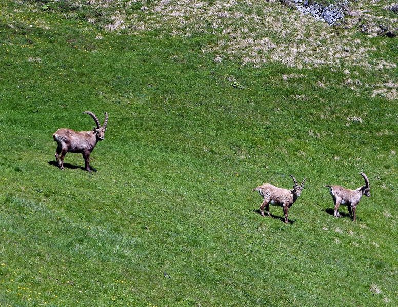 Datei:Steinböcke -Gößeck 60049 2014-06-10.JPG