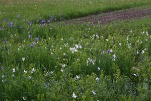 Trautenfels niederstuttern 57817 2014-05-14.jpg