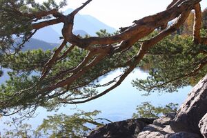 Grundlsee See 78020 2014-11-03.jpg