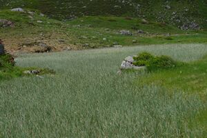 Im stegerkar 23913 2008-07-09.jpg