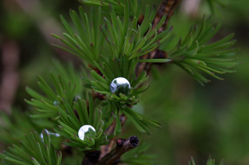 Datei:Lärche regentropfen 28964 2011-05-14.jpg