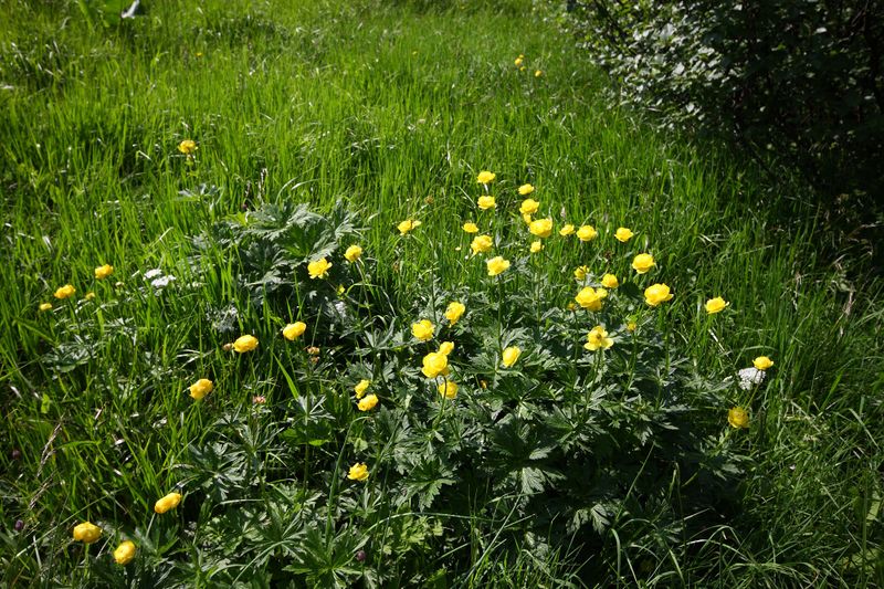 Datei:Mößnakar 0862 13-07-12.jpg