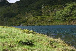 Untere riednersee 65352 2014-06-26.jpg