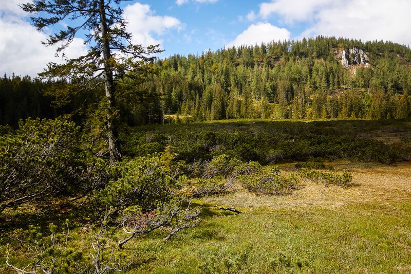 Datei:Zlaimmöser-Moore zleimalm-103-2020-05-27-2.jpg