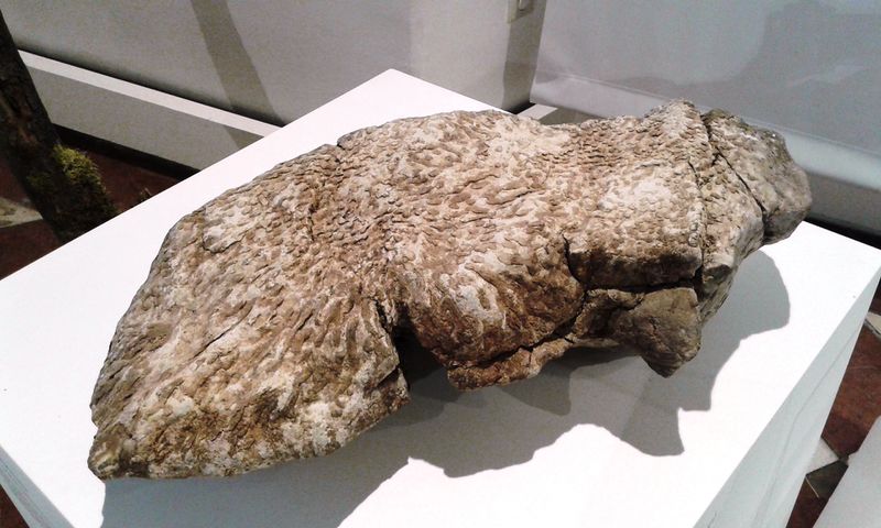 Datei:Dachsteinkalk mit Korallen.jpg